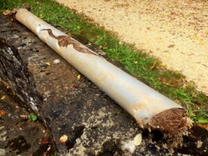 broken drain pipe with tree roots